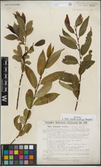 Foto von Salix lasiandra Benth.